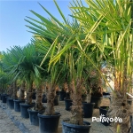 Trachycarpus Fortunei 180-190cm
